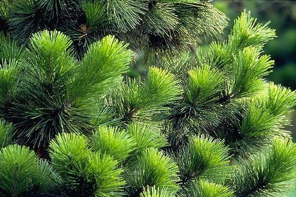 agulhas para o tratamento da prostatite