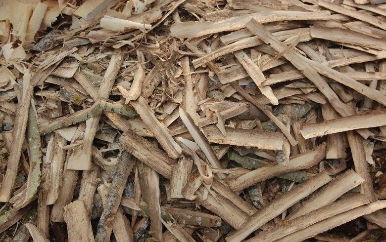 casca de álamo tremedor para prostatite